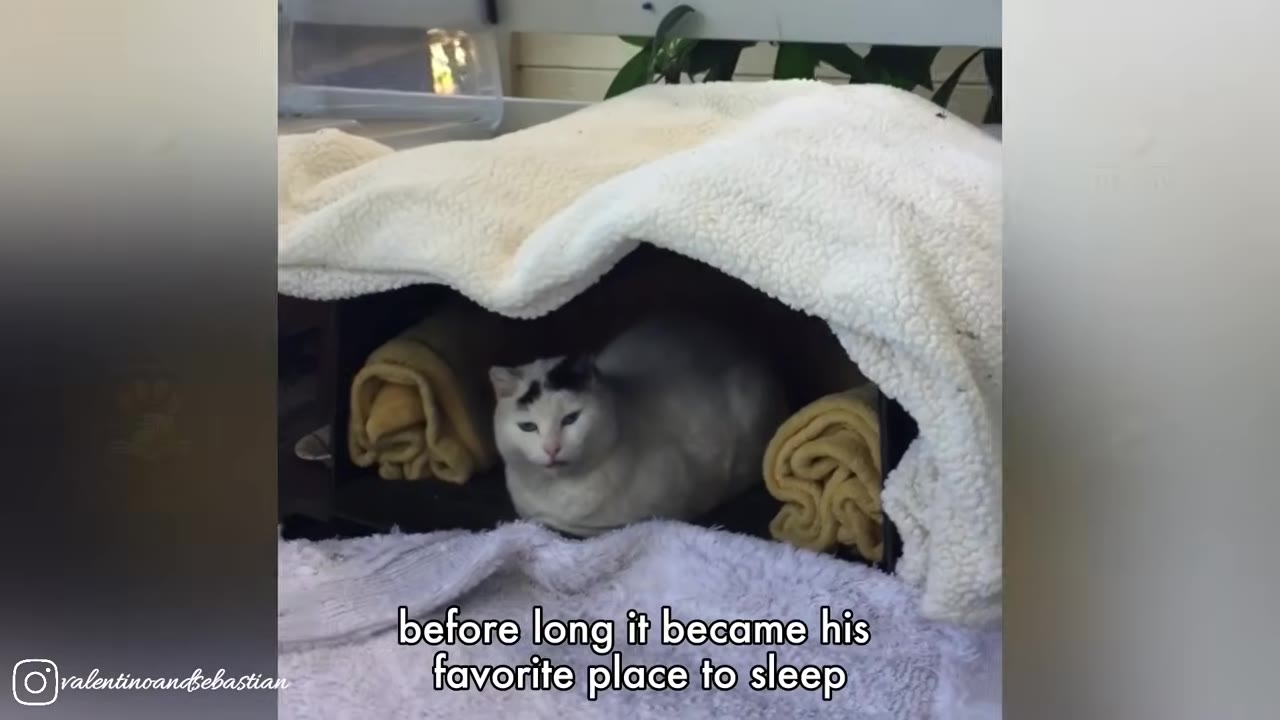 A white cat with black markings on its head sits comfortably inside a cozy, covered outdoor shelter lined with warm blankets.