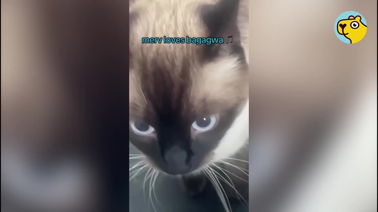 A close-up shot of a Siamese cat named Merv looking directly at the camera, with text overlay reading 'merv loves bagagwa'.