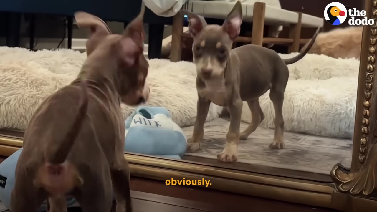 A small brown puppy stands on all four legs, looking at her clear reflection in a gold-framed floor mirror.