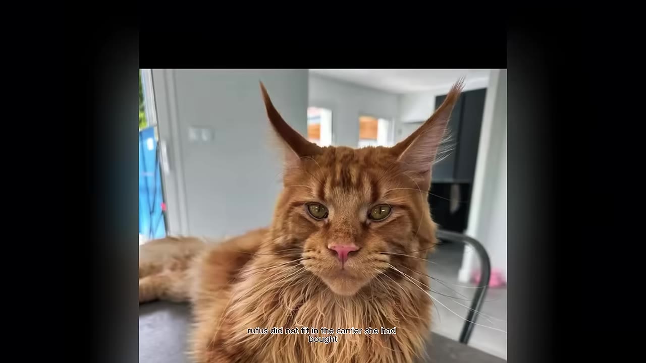 A close-up portrait of a large, fluffy orange Maine Coon cat with prominent ear tufts looking directly at the camera.