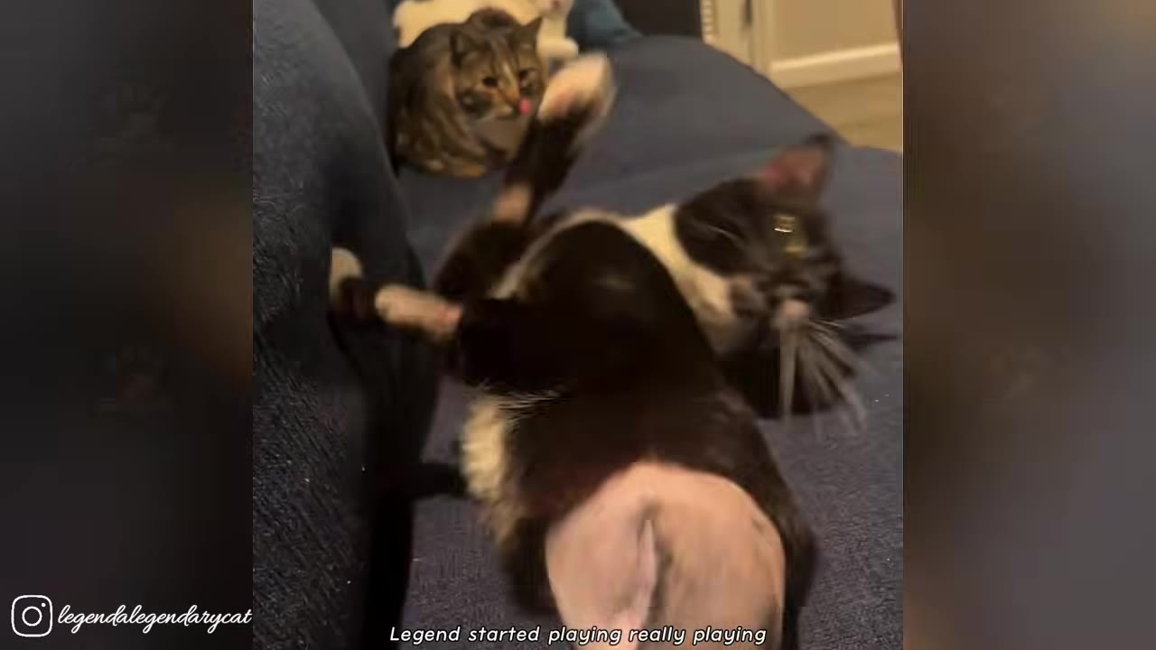 A black and white cat named Legend rolls on his back on a blue couch, playing playfully, while another tabby cat watches from the background.