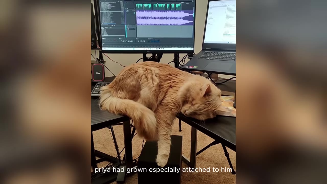 A fluffy orange cat lies asleep on a black desk in front of a laptop and a computer monitor displaying audio editing software.
