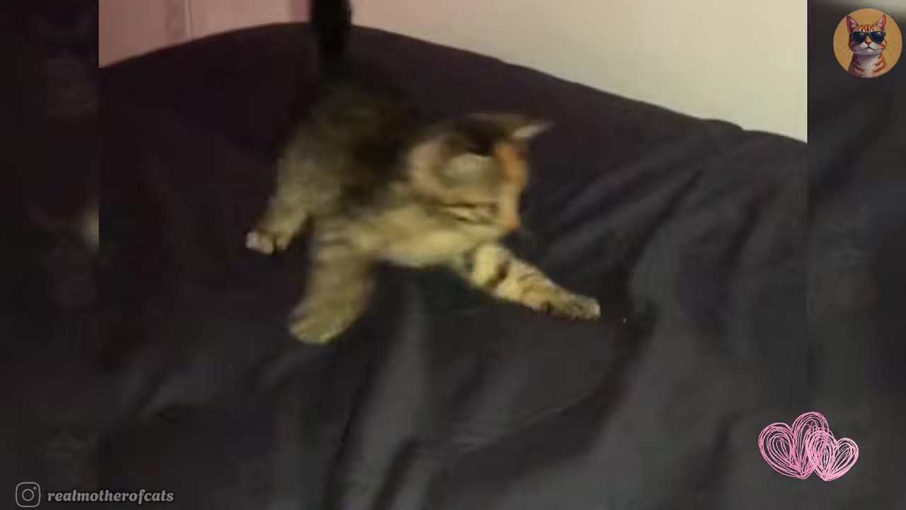 A small tabby kitten taking a hesitant step forward on a dark blanket.