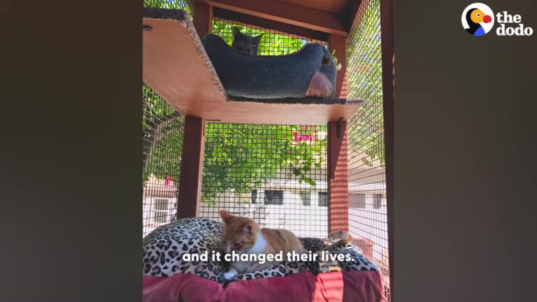 California Man Tried Everything To Help His Feuding Kittens, Then One Simple Idea Changed It All
