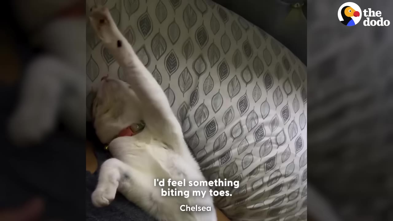 A white cat lies on its back on a patterned pillow, stretching one paw up in the air.