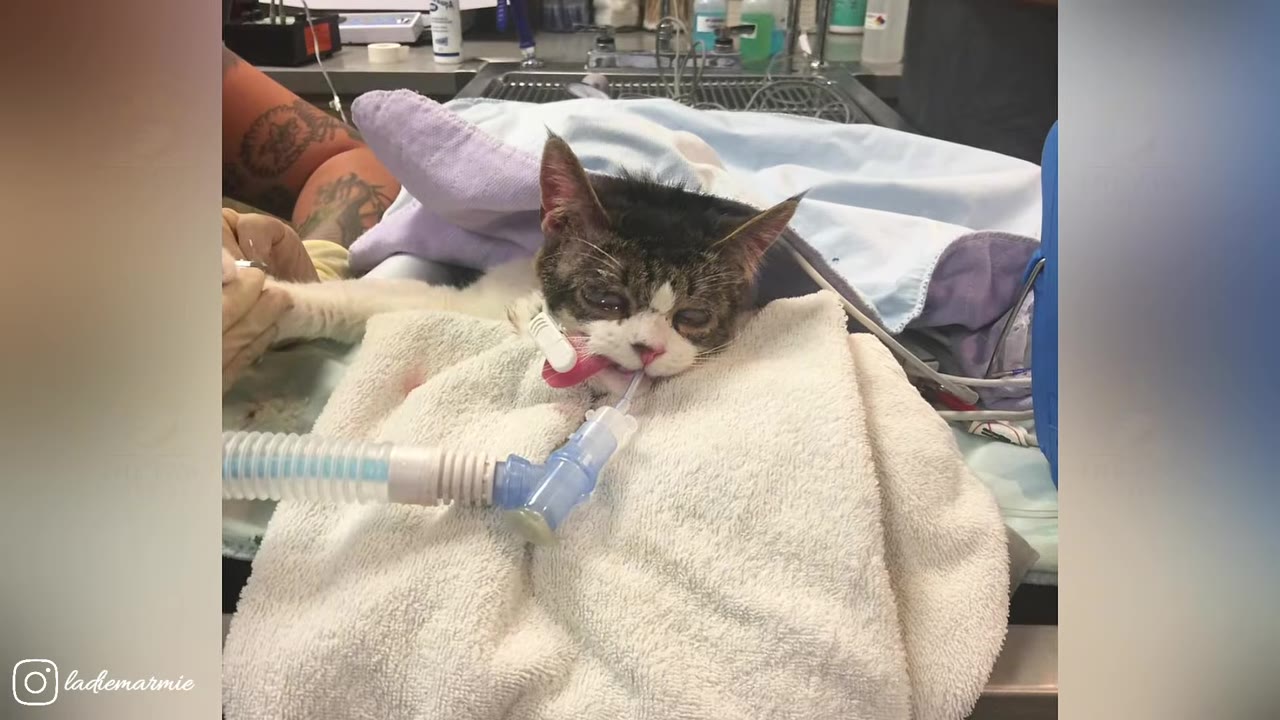 A small tabby and white cat lies on a white towel in a veterinary clinic with an endotracheal tube in its mouth.