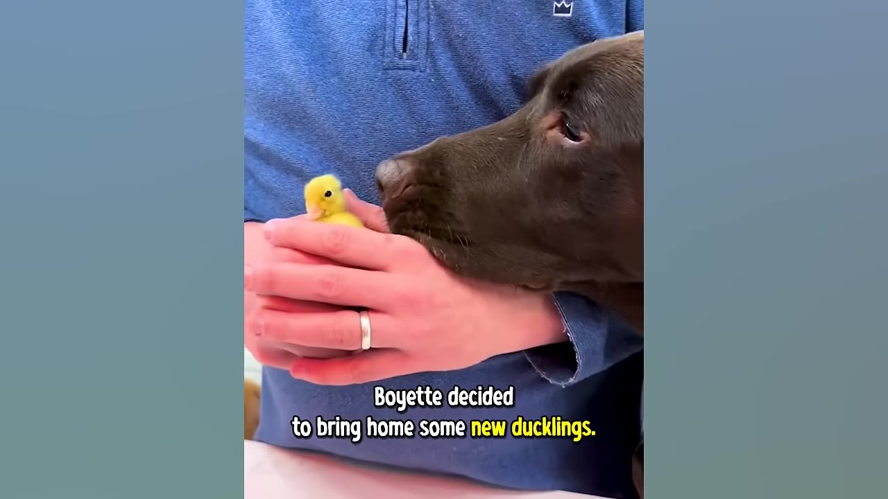 A close-up of a brown dog gently sniffing a tiny yellow duckling cradled in a person's hands.
