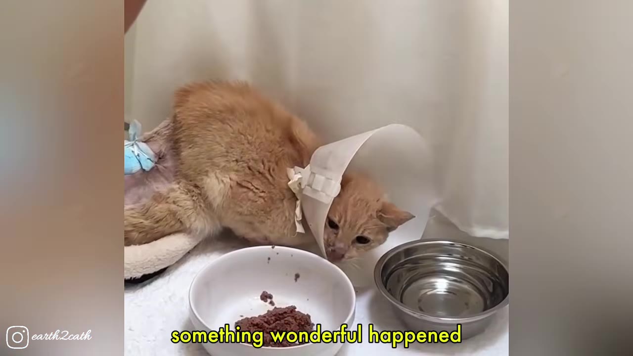 An orange tabby cat wearing a white medical cone collar lies near a bowl of food and a bowl of water.