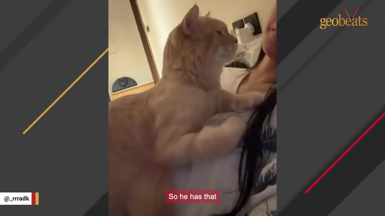 A fluffy orange cat stands on its owner's chest as she lies in bed.