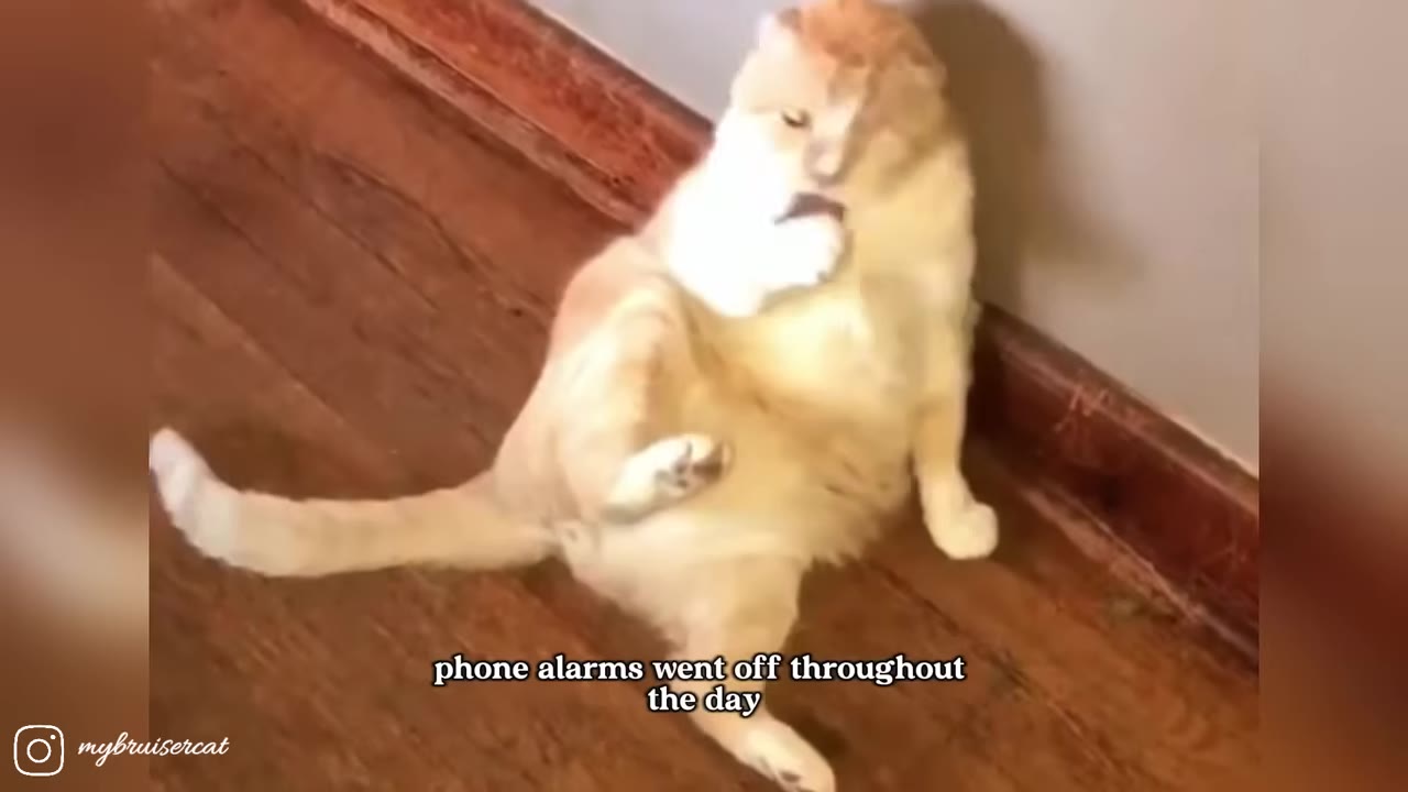 An orange and white cat sits upright on a wooden floor, leaning against a wall while licking its paw.