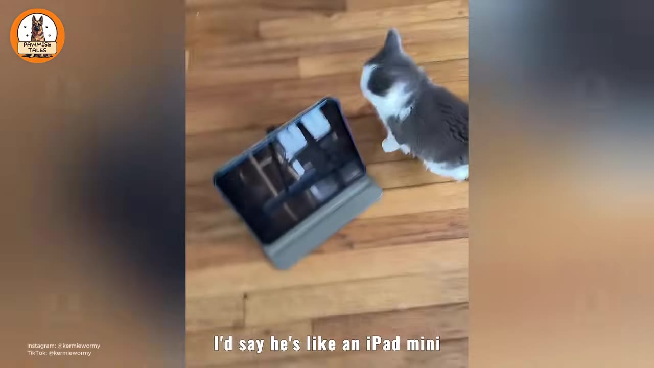 A tiny grey and white cat standing on a wooden floor next to an iPad mini in a grey stand case, illustrating his small size.