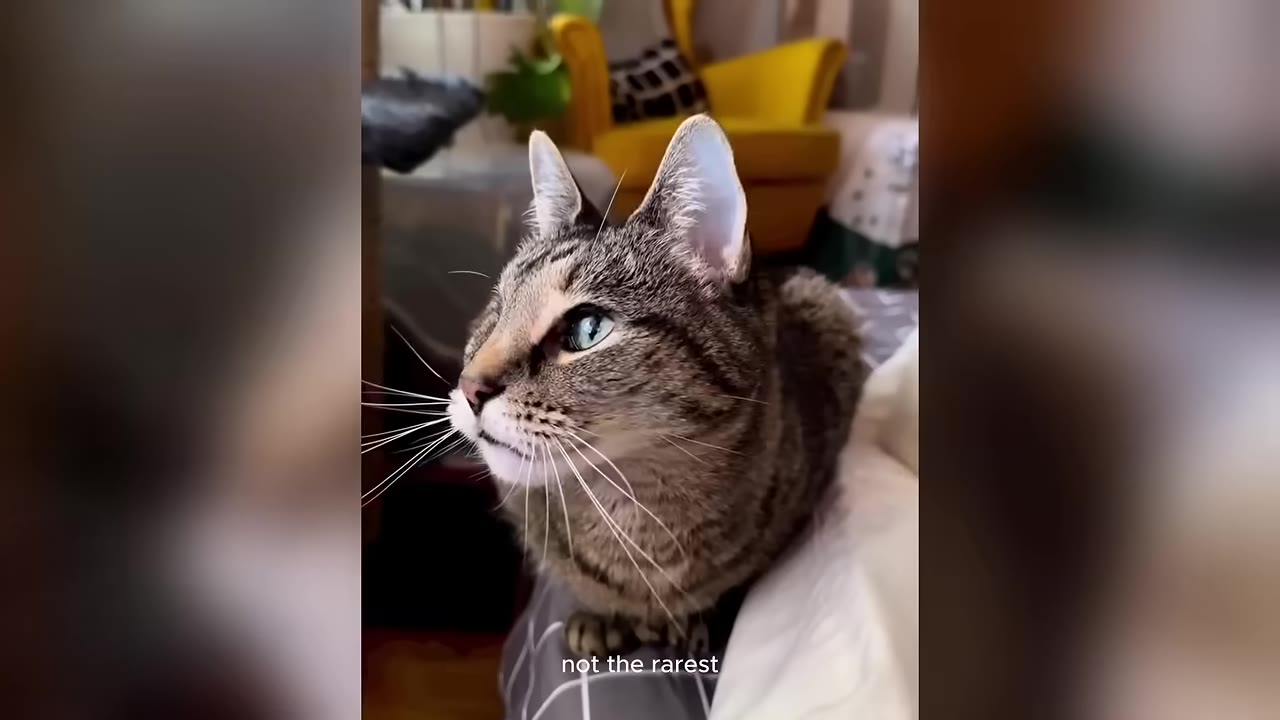 A brown tabby cat with one eye sits comfortably on a bed next to a white pillow.