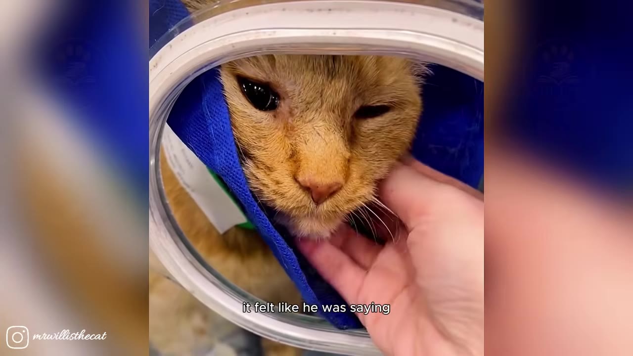 A close-up of an orange cat wearing a blue collar inside a clear plastic dome, being gently stroked under the chin by a person's hand.