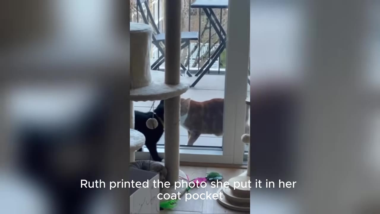 A black cat inside a house stands near a cat tree, looking through a glass door at a ginger cat outside on a balcony.