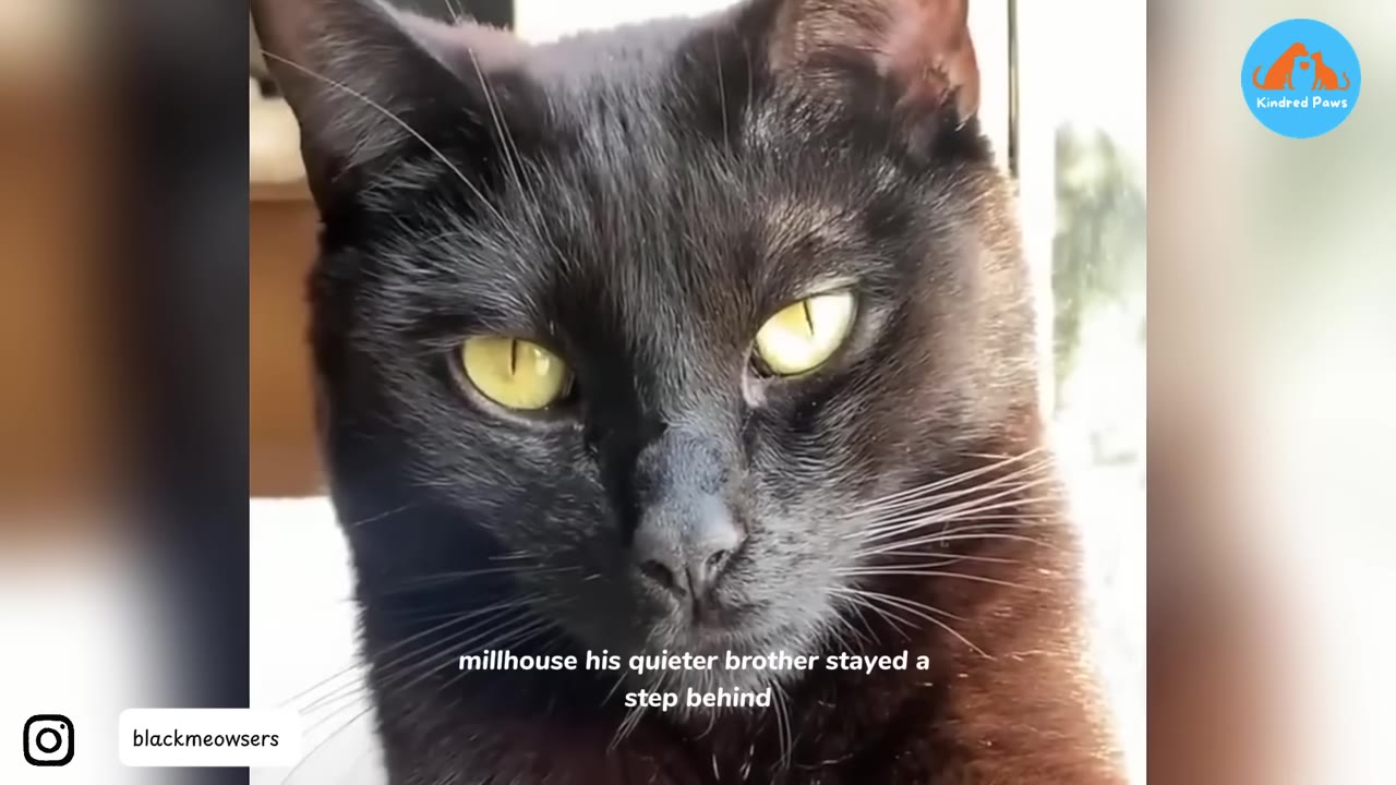 A close-up shot of a black cat with striking yellow eyes looking directly at the camera.