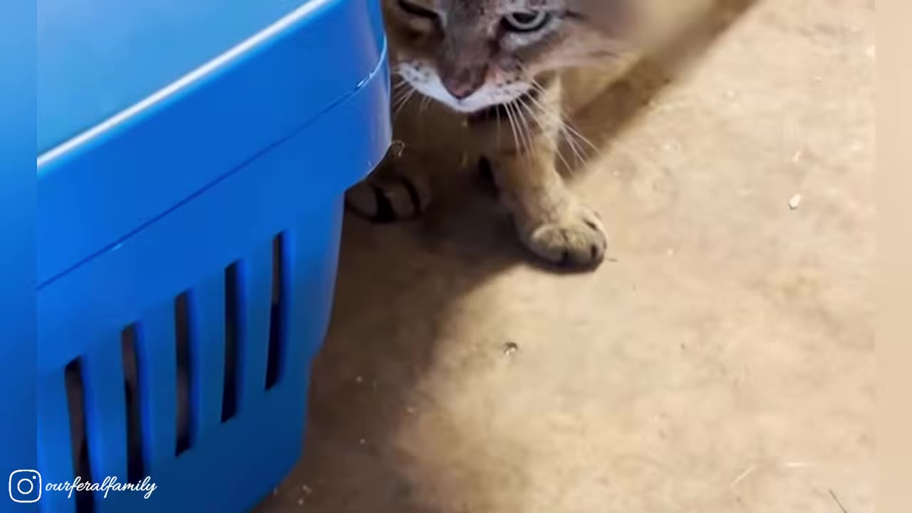 A brown tabby cat stands next to a blue plastic pet carrier on a concrete floor.