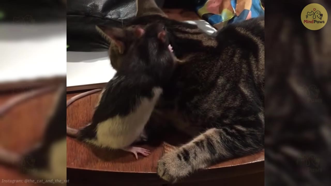 A black and white pet rat stands on its hind legs on a wooden surface, leaning in close to a tabby cat's face.