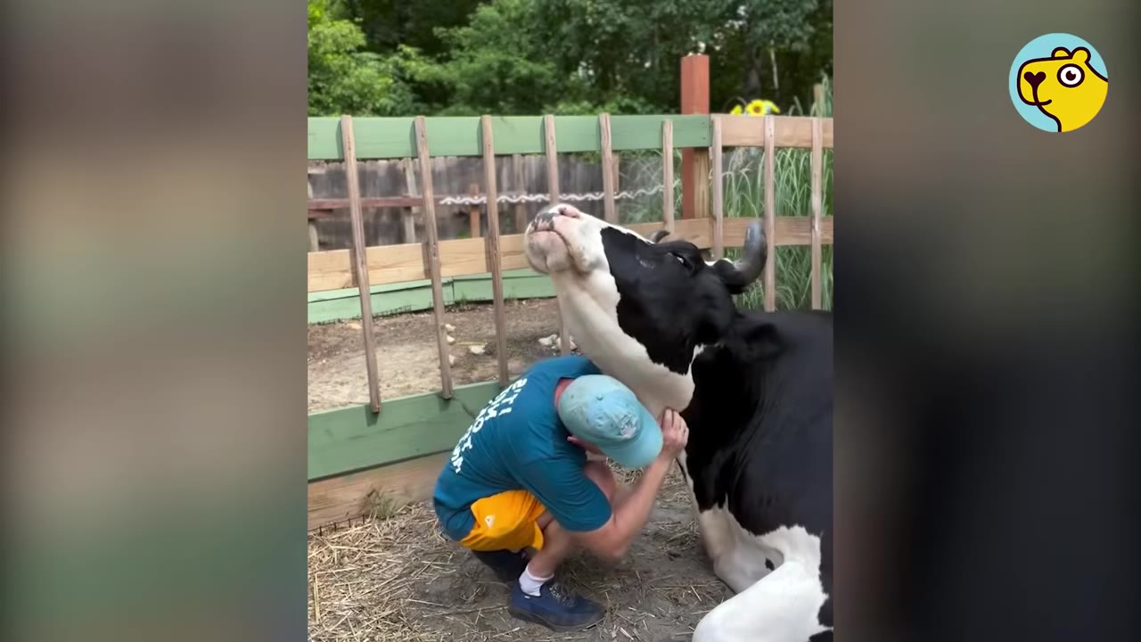 A man in a blue shirt and cap leaning his head against the neck of a large black-and-white cow resting on the ground.
