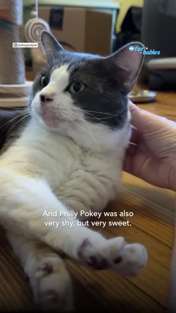 A close-up of a grey and white cat named Philly Pokey being gently petted on the side of its head by a human hand.