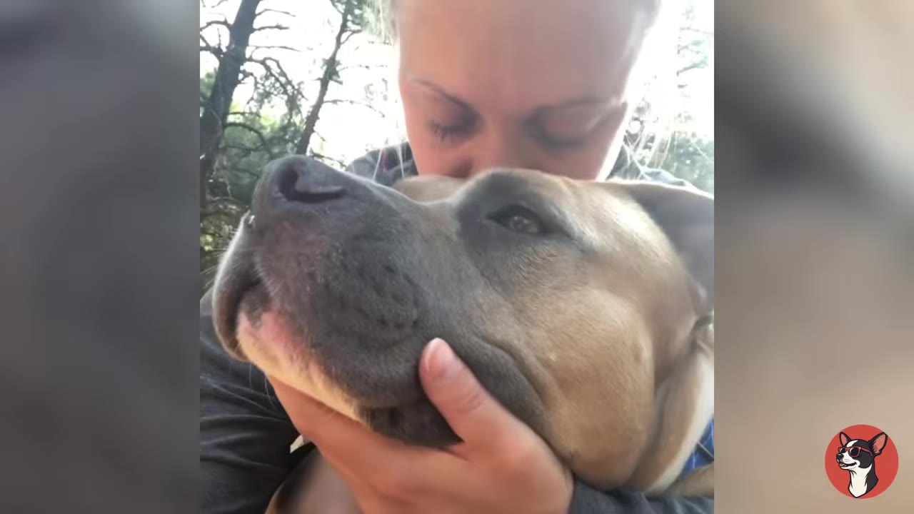 A close-up shot of a woman gently holding a large tan and grey dog's head in her hands, leaning down to kiss the top of its head.