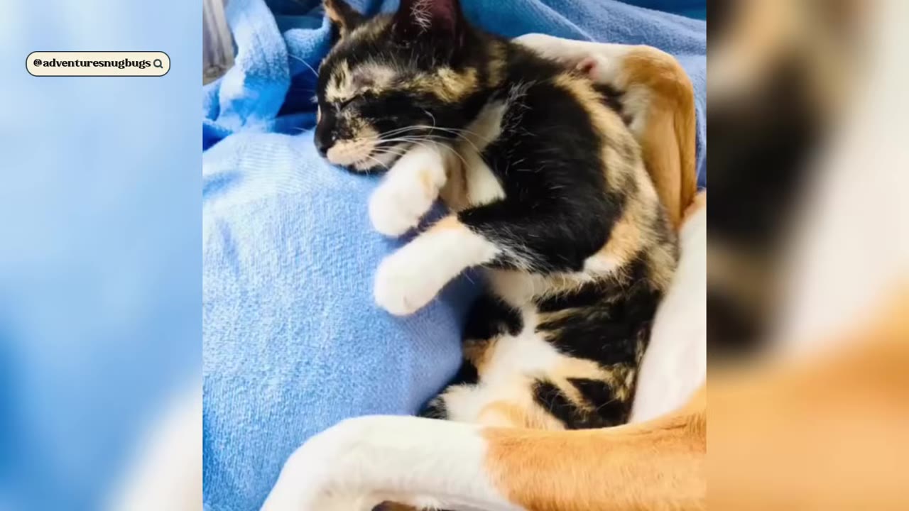 A calico kitten sleeping peacefully while snuggled up against a dog's leg on a blue blanket.