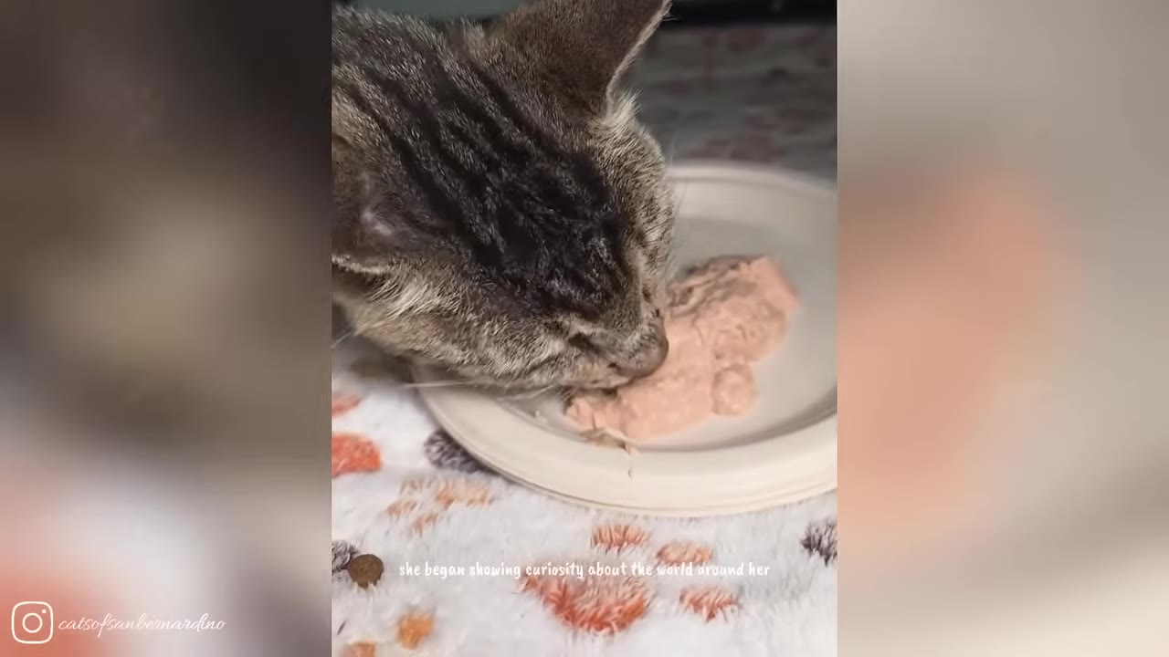 A close-up of a tabby cat eating wet food from a white paper plate.