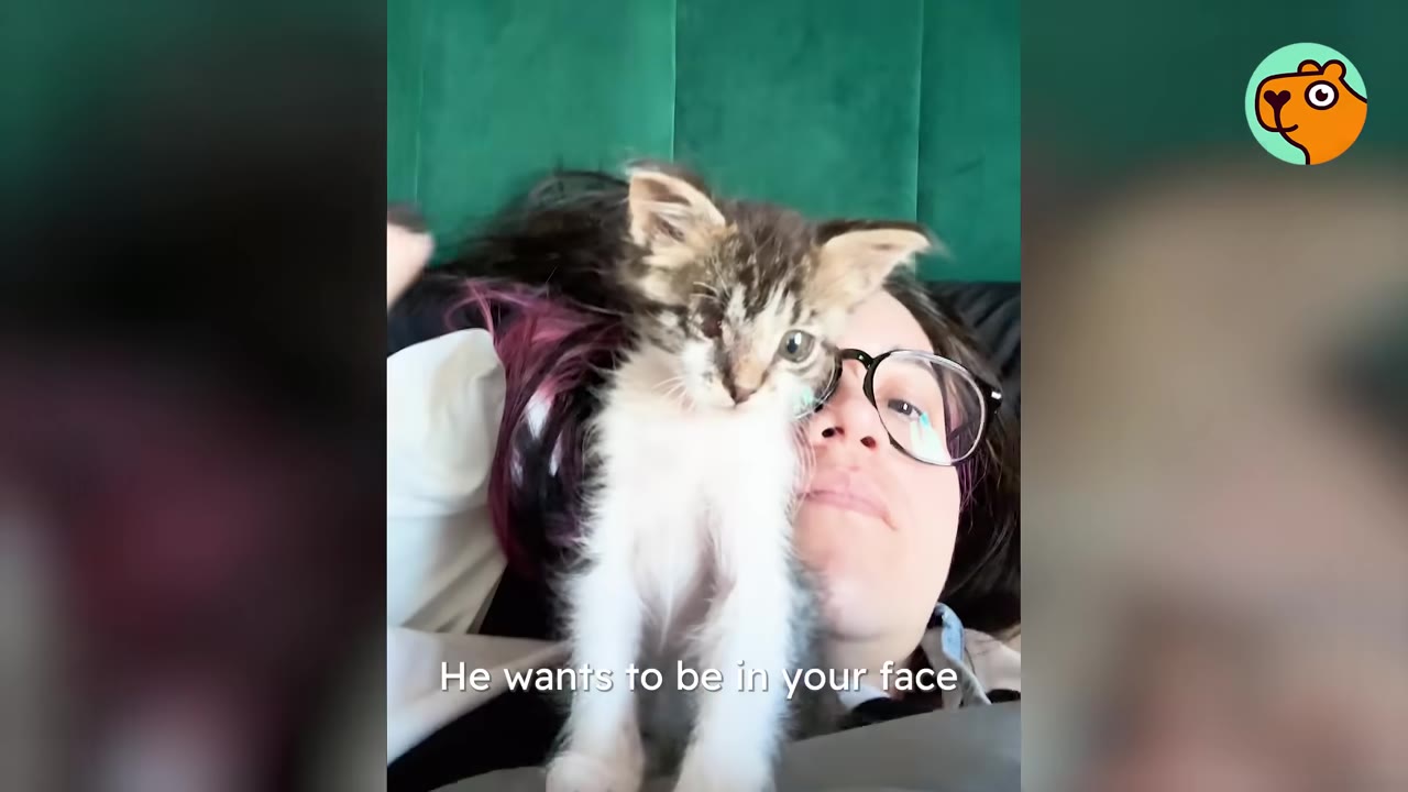 A fluffy tabby and white kitten sits on the chest of a person wearing glasses, looking directly at the camera.