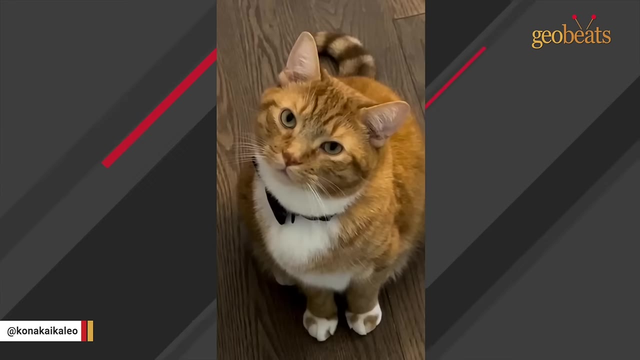 An orange and white tabby cat wearing a black bow tie sits on a wooden floor, looking up with a slightly squinted, sassy expression.