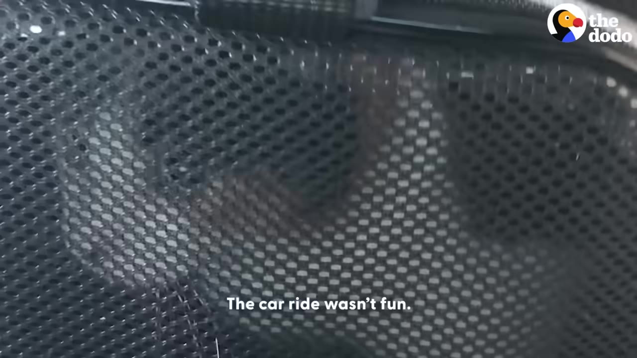 A close-up view of a black mesh pet carrier with a blurry animal visible inside, accompanied by the text overlay 'The car ride wasn't fun.'