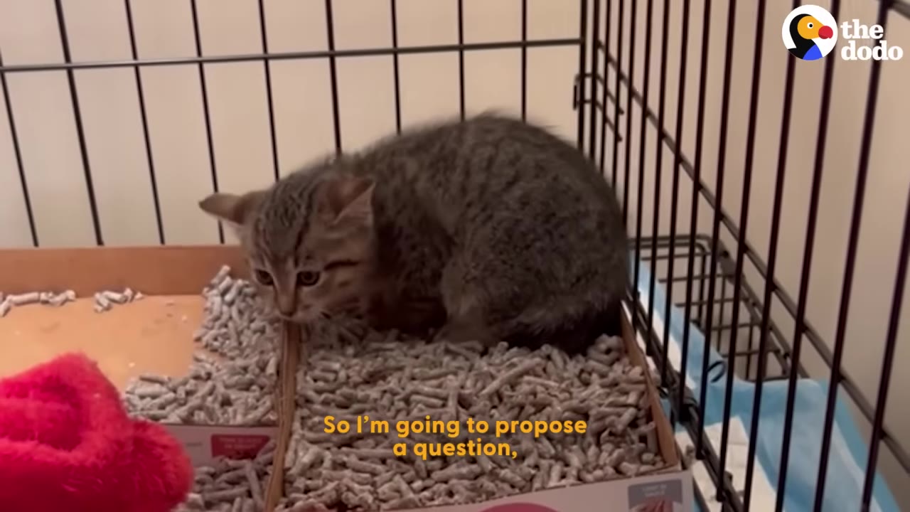 A small tabby kitten sits defensively inside a wire cage, looking warily toward the camera.