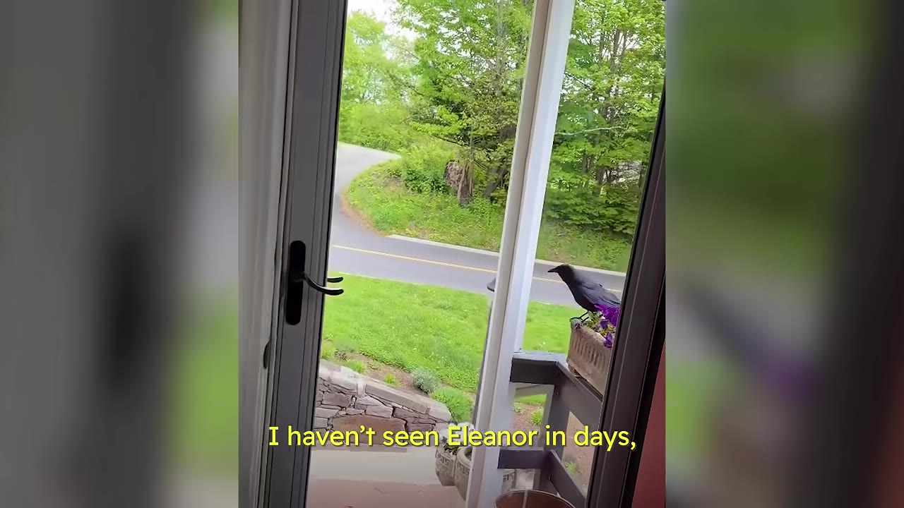 A black crow perched on a porch railing next to a flower box, viewed through an open glass door looking out onto a green lawn and road.