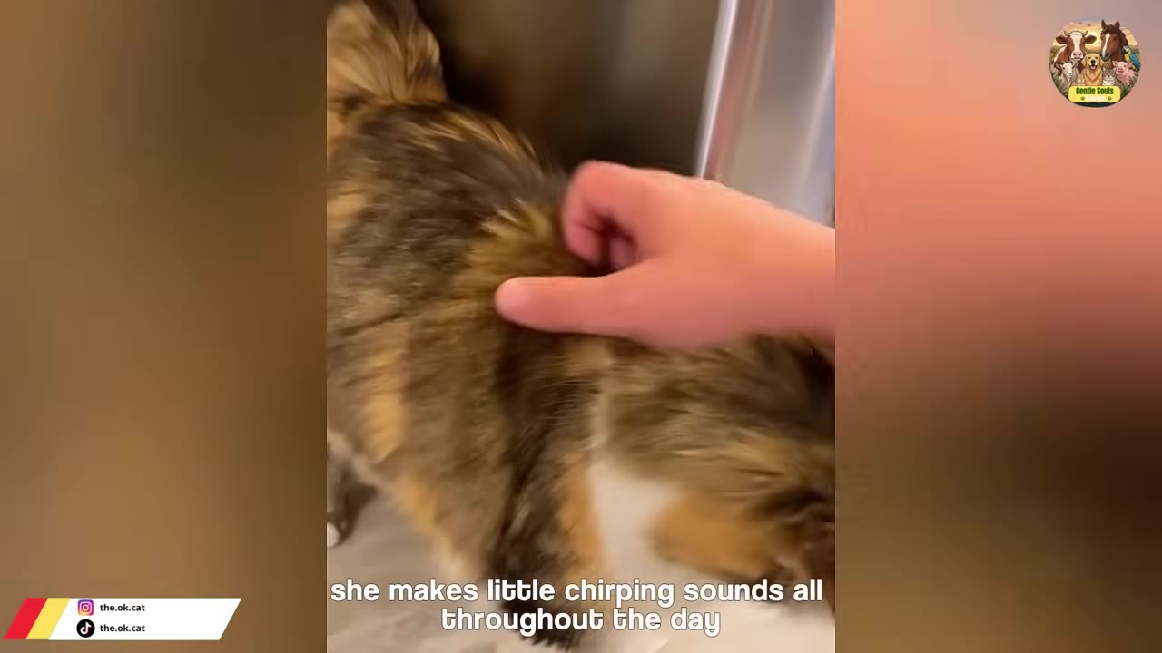 A close-up shot of a hand petting a fluffy calico cat, with text on screen reading 'she makes little chirping sounds all throughout the day'.