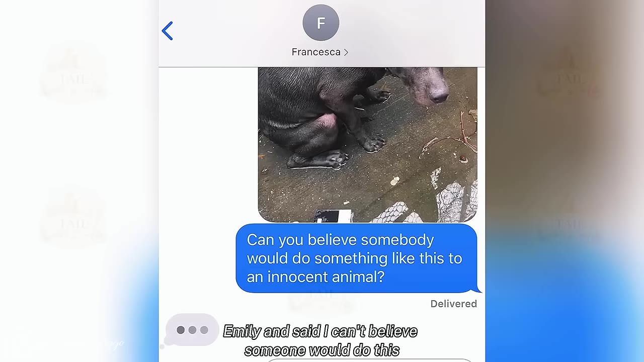 A screenshot of a text message conversation showing a photo of a wet, dark-colored dog sitting on the ground, accompanied by a blue text bubble that reads, 'Can you believe somebody would do something like this to an innocent animal?'