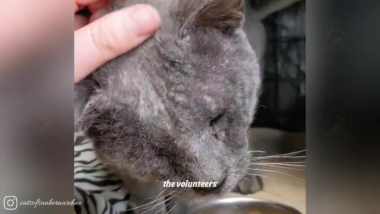A close-up of a grey cat with patchy, healing fur on its head being gently petted by a hand.