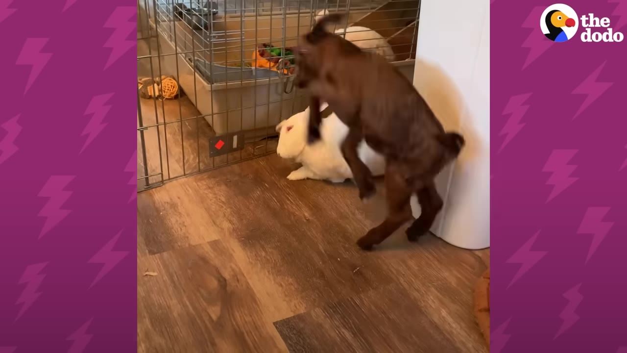 A small brown baby goat jumps in the air next to a large white rabbit on a wooden floor.