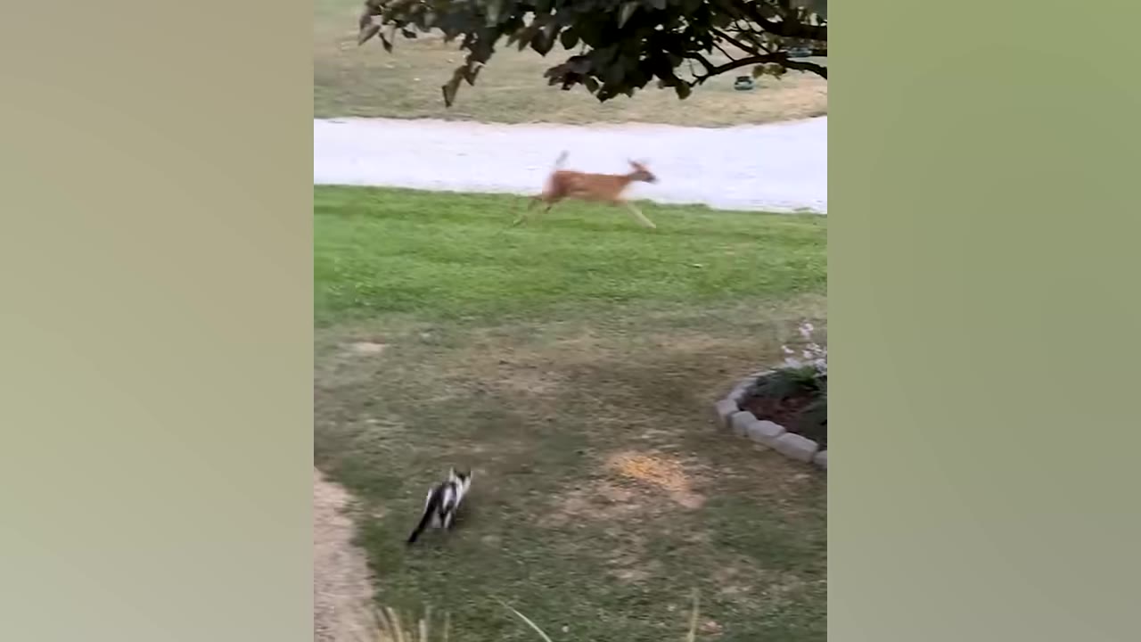 A black and white cat walks on a grassy lawn while a young deer runs across a gravel path in the background.