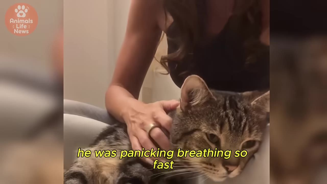 A close-up of a tabby cat resting on a person's lap while being gently petted on the neck.