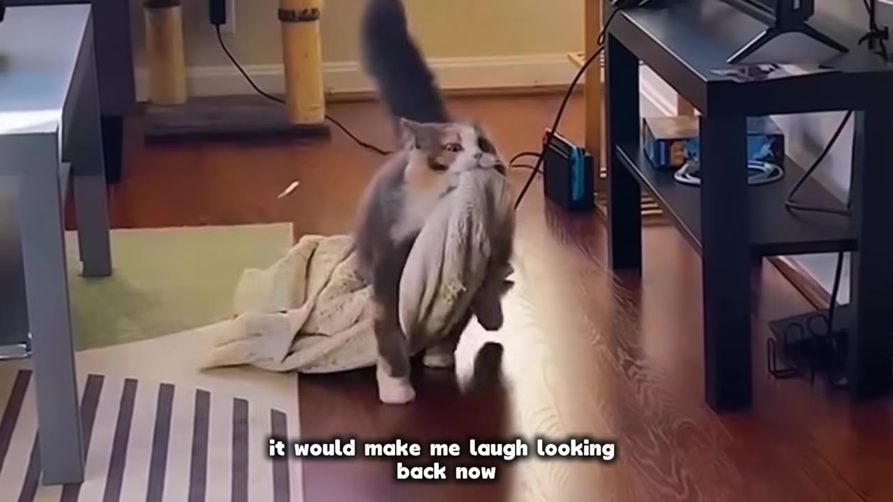A fluffy calico cat walking across a wooden floor while carrying a large, light-colored blanket in its mouth.