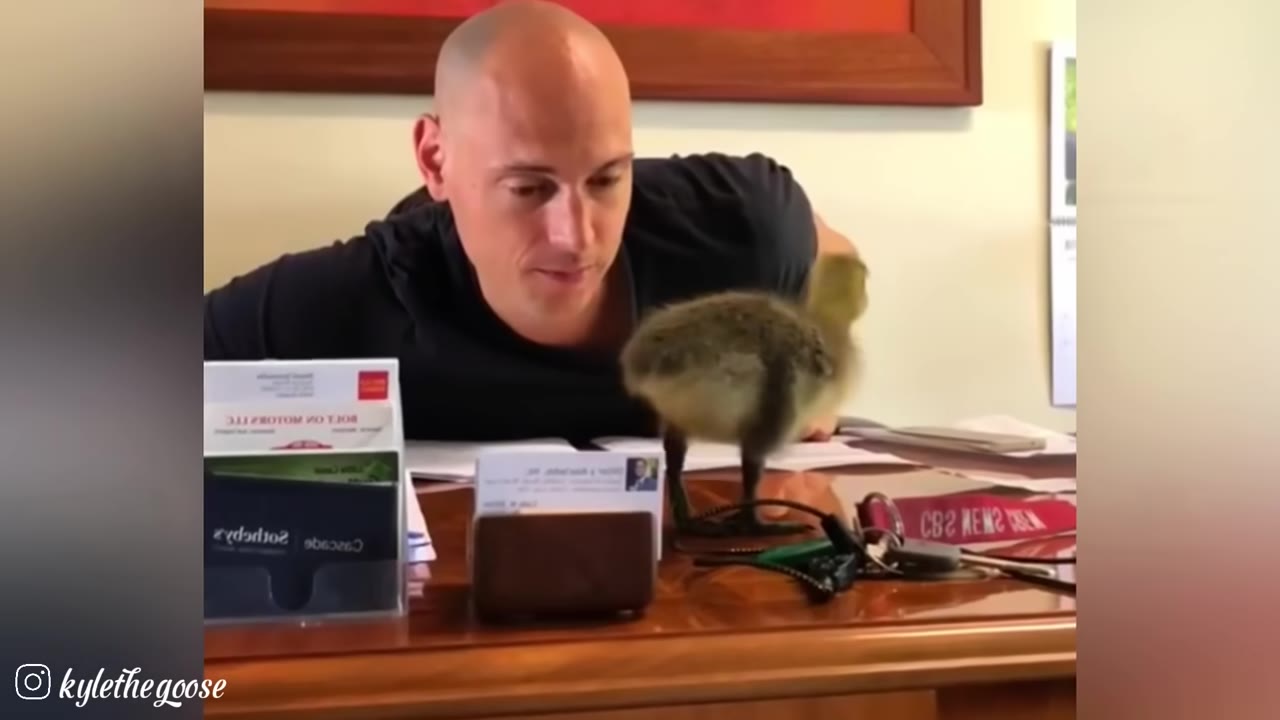 A tiny, fluffy gosling stands on a wooden desk in front of a bald man who is looking down at it with a slight smile.