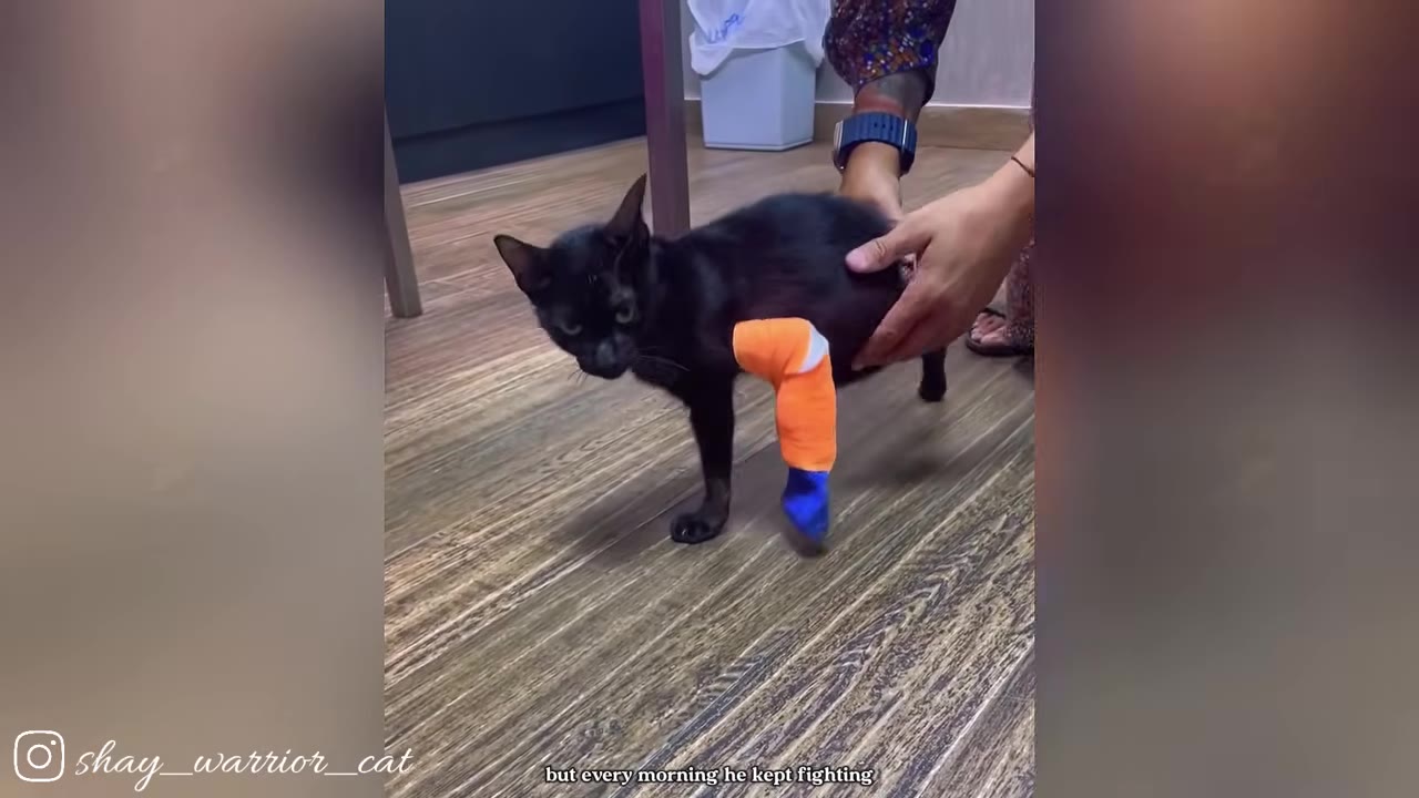 A black cat with a bright orange and blue cast on its hind leg stands on a wooden floor as a person's hands gently support its body.