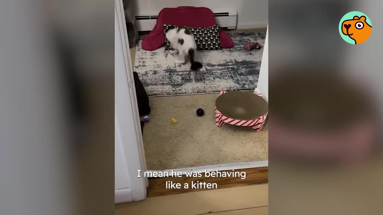 A black and white cat explores a room with a patterned rug, a cat bed, and toys on the floor.