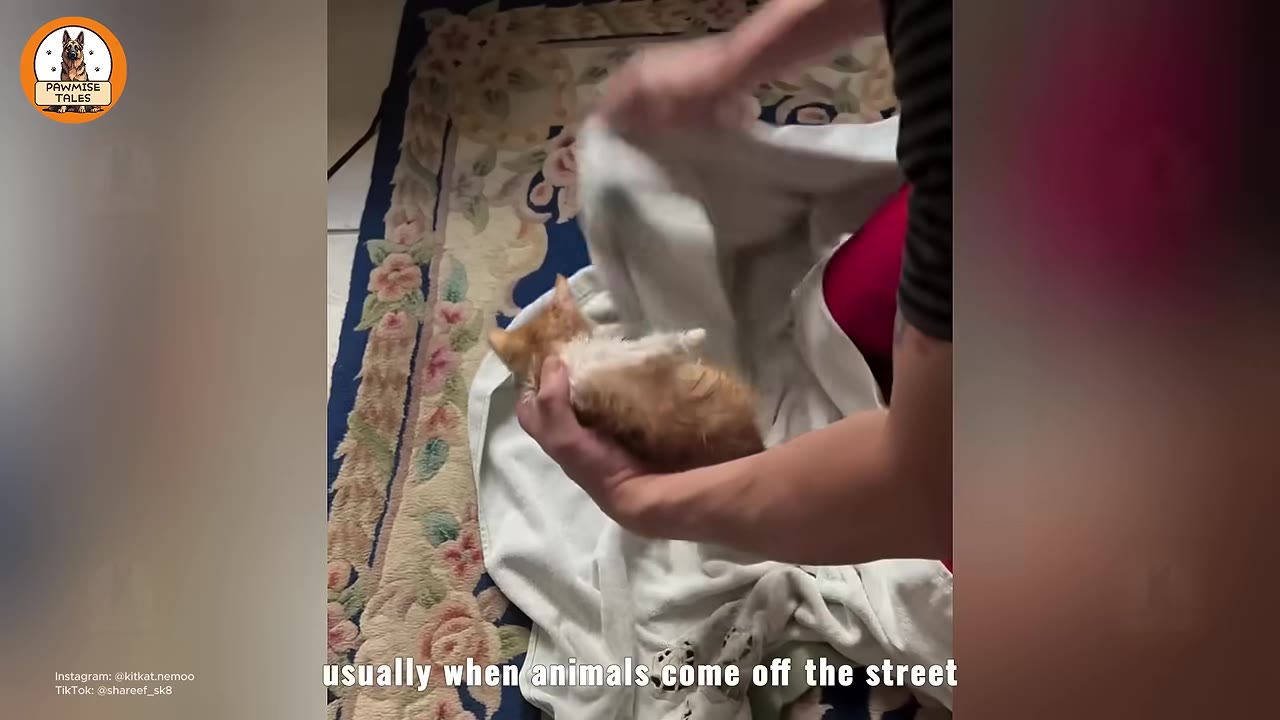 A person gently cradles a small orange and white kitten on its back in a white towel, showing the kitten's calm and trusting demeanor.