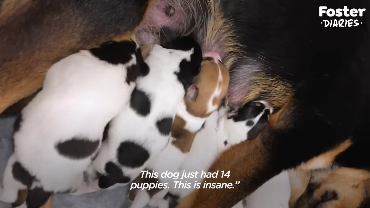 A close-up shot of several newborn puppies nursing from their mother, with a subtitle that reads, 'This dog just had 14 puppies. This is insane.'