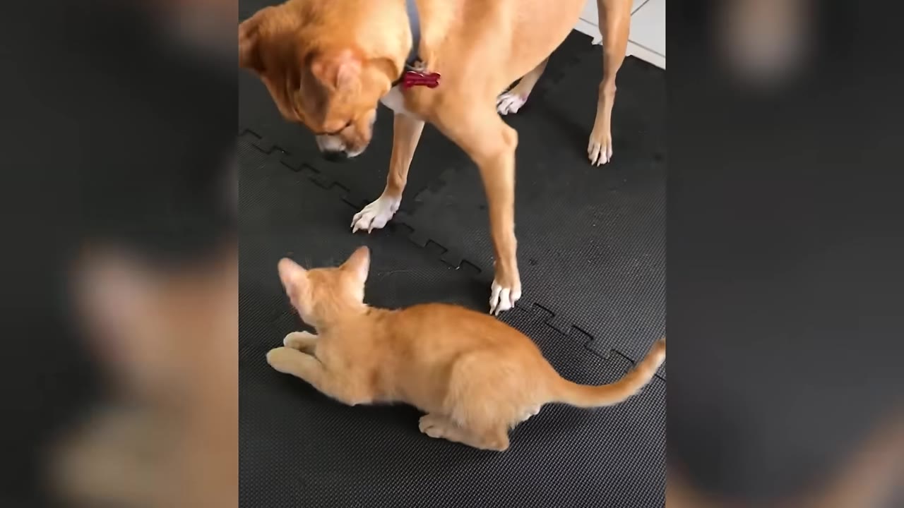 An orange kitten and a light brown dog stand on a black textured mat, looking at each other.