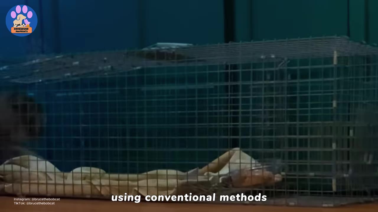 A wire cage trap sitting on a surface, used for catching animals.