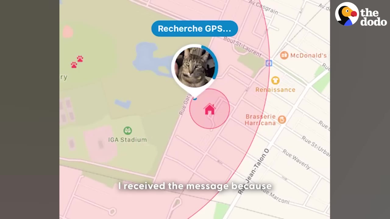 A screenshot of a GPS tracking map on a smartphone showing a cat's profile picture icon near a home icon, with a blue status bar reading 'Recherche GPS...'