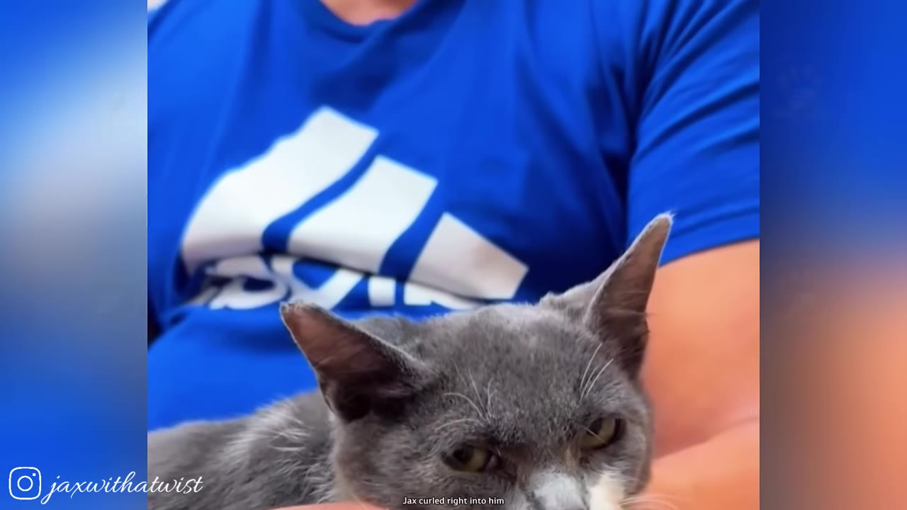 A close-up of a grey and white cat with a calm, patient expression, being held by a person wearing a blue shirt.