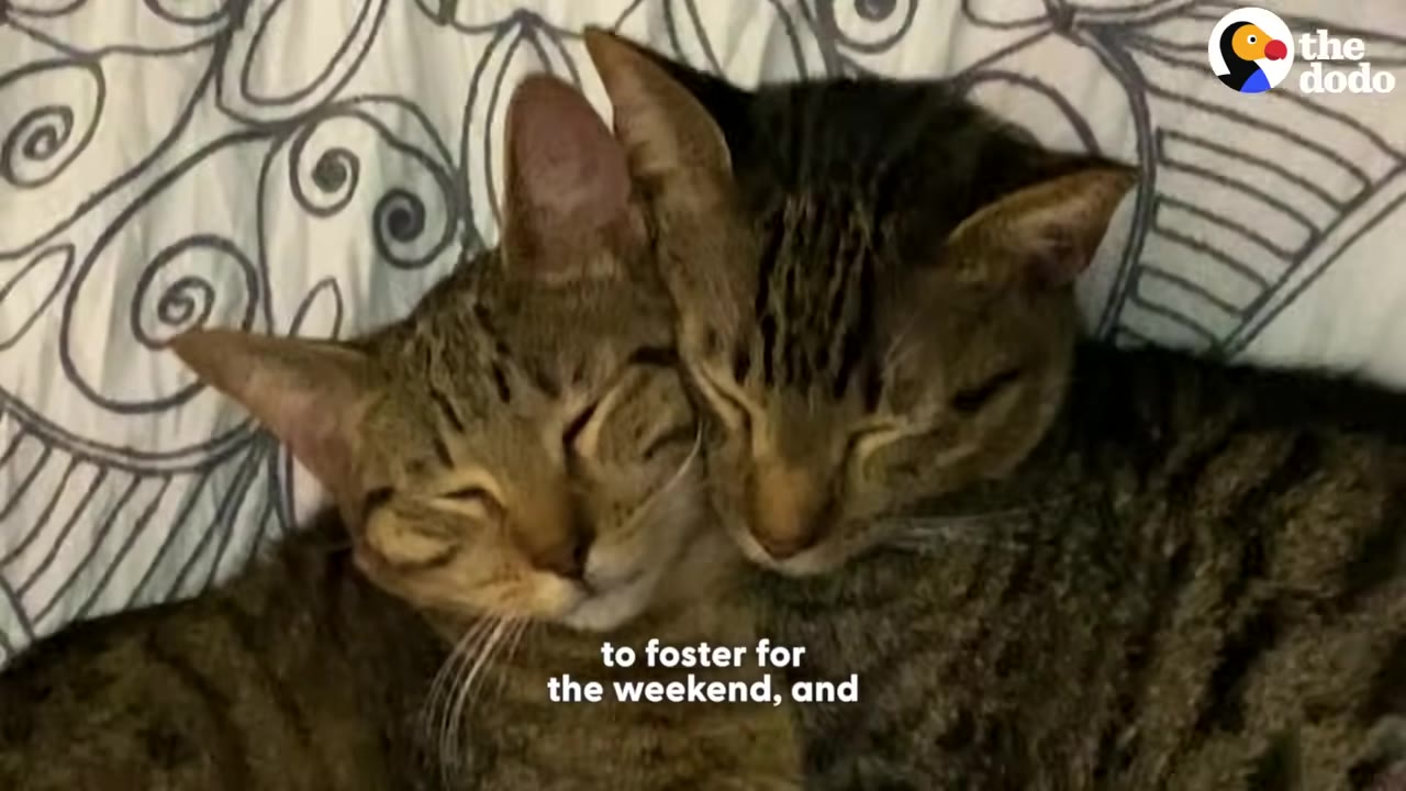 Two tabby cats cuddling closely together with their heads pressed against each other while sleeping on a patterned blanket.