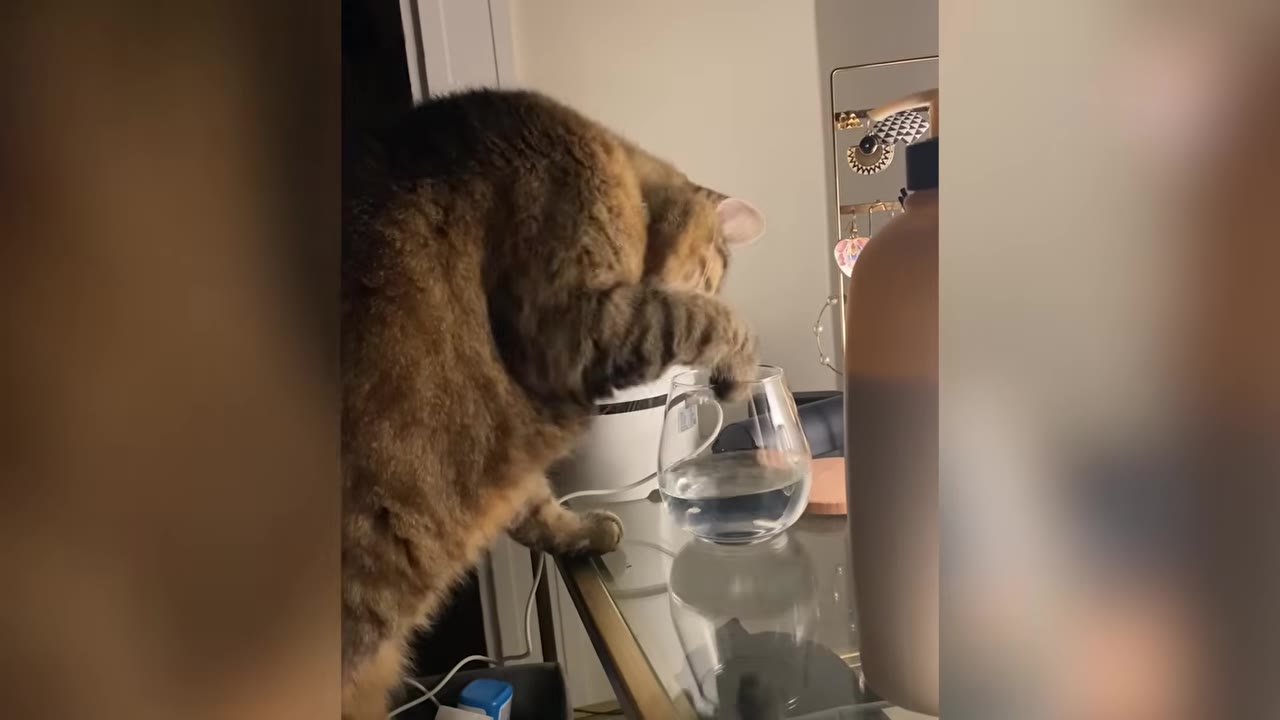 A brown tabby cat stands on a glass table and dips its front paw into a clear glass of water.