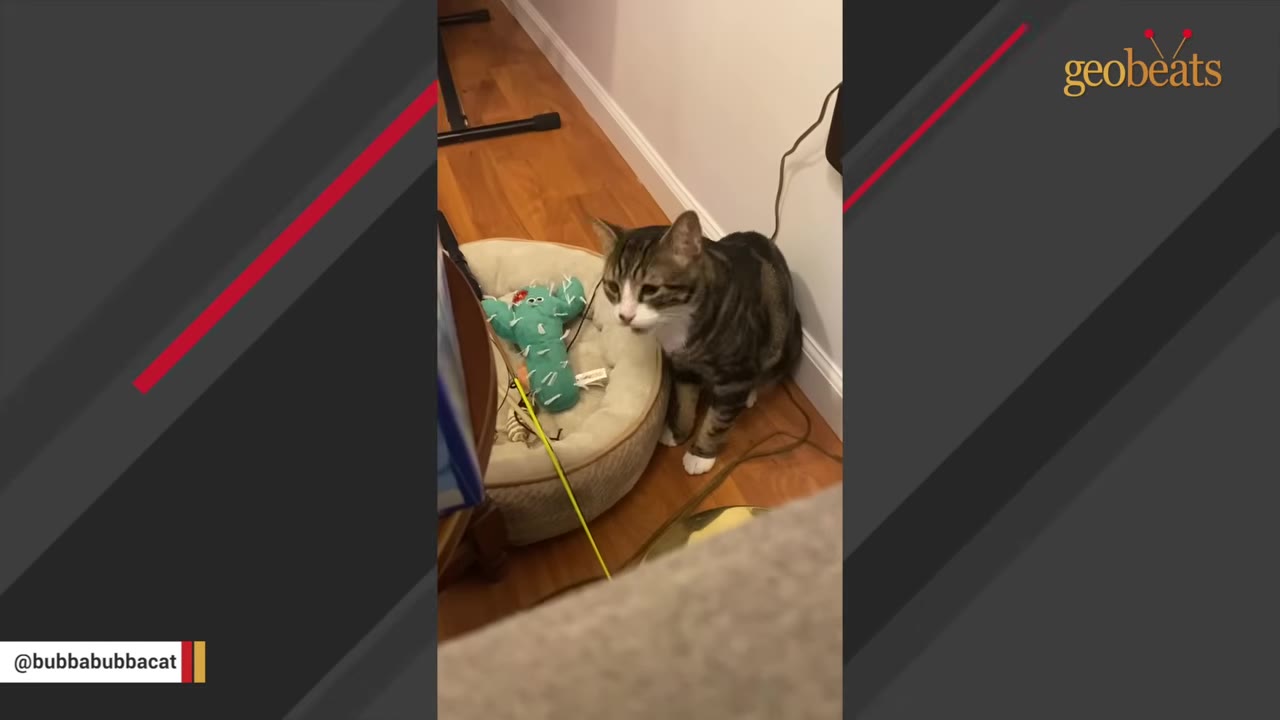 A tabby cat with white paws and chest sits on a wooden floor next to a pet bed containing a green cactus toy.